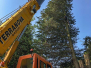 Arboricultural Lifting